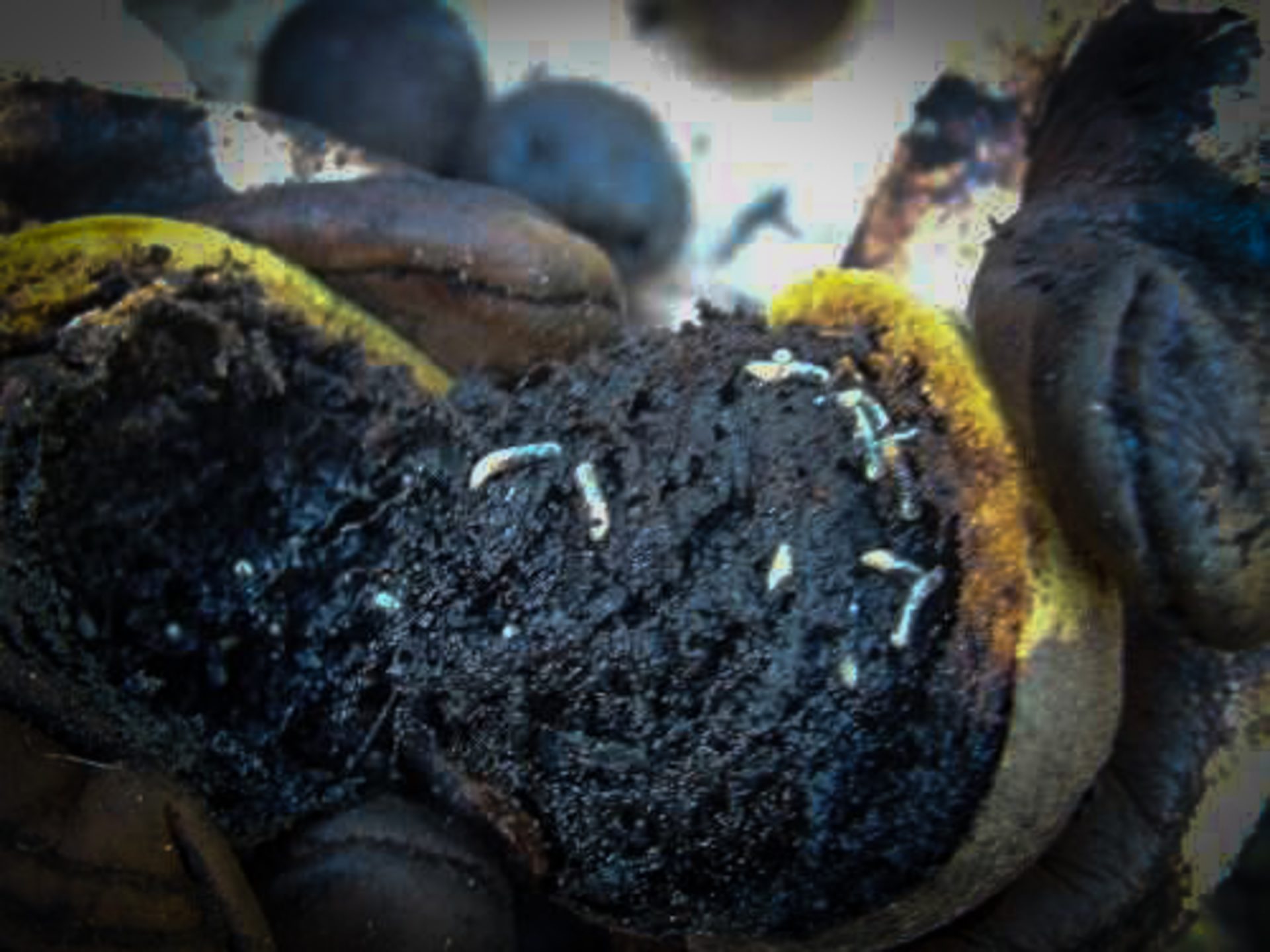 Harvesting Black Walnuts (The Best Way To Gather, Clean, And Cure Them ...